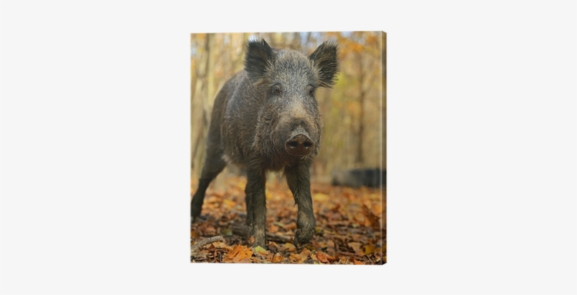 Wild Boar, transparent png