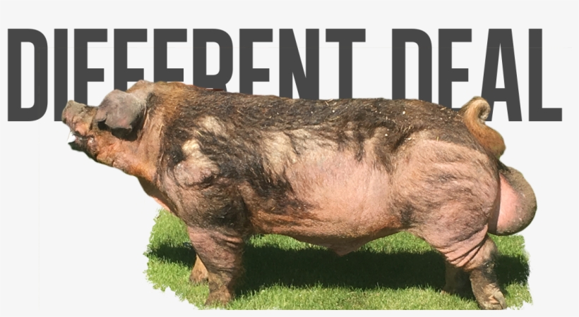 Bold - Domestic Pig, transparent png