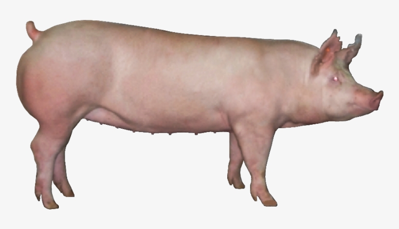 First Choice Genetics Offers Three Maternal Genetic - Transparent Chester White Pig, transparent png