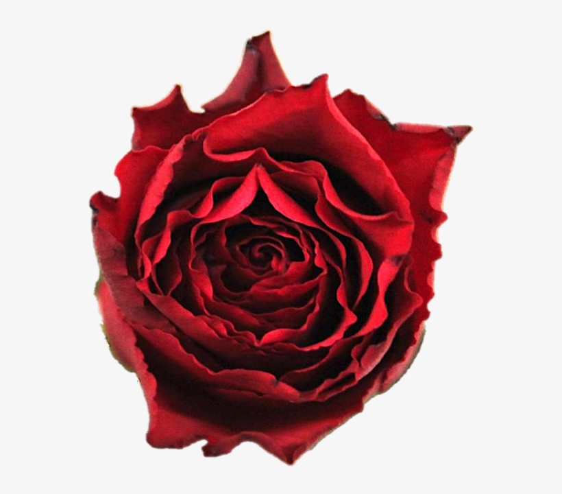 Garden Roses, transparent png