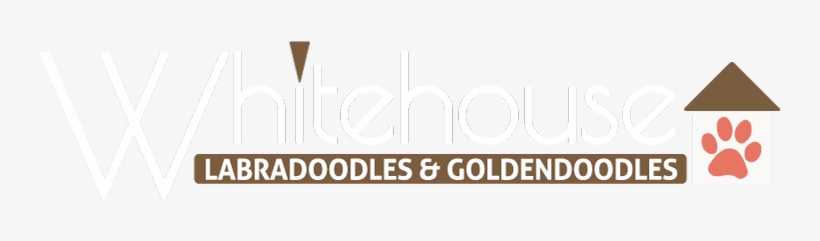 Whitehouse Australian Labradoodles And Goldendoodles - Labradoodle, transparent png