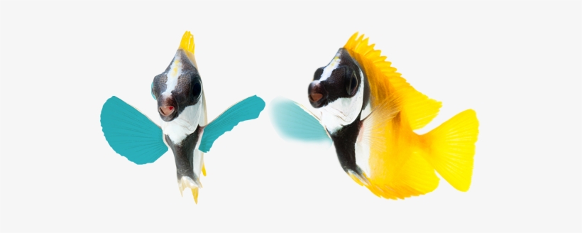 Coral Reef - Foxface Rabbitfish - Foxface Rabbitfish, transparent png