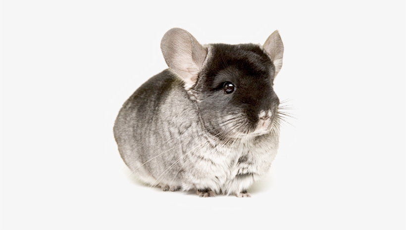 Chinchillas In Png, transparent png