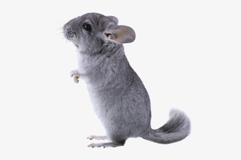 Dans La Nature, Le Chinchilla Prospère Dans Un Environnement - Chinchilla, transparent png