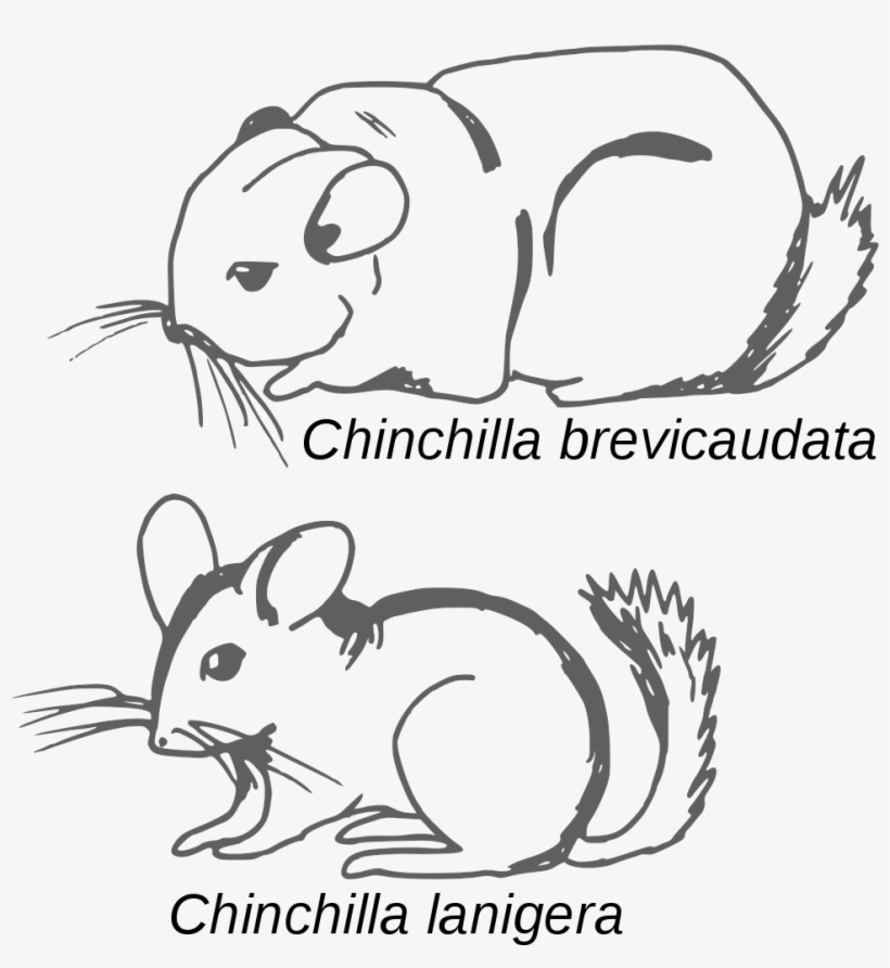 File - Chinchilla - Croquis Comparatif - Svg - Chinchilla Brevicaudata, transparent png
