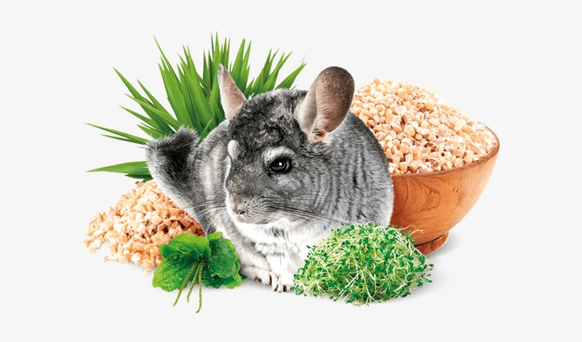 Chinchilla - Brit Animals, transparent png
