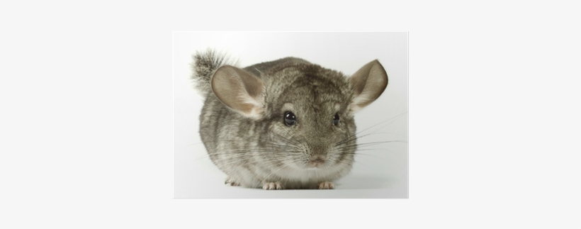 Chichi The Chinchilla, transparent png