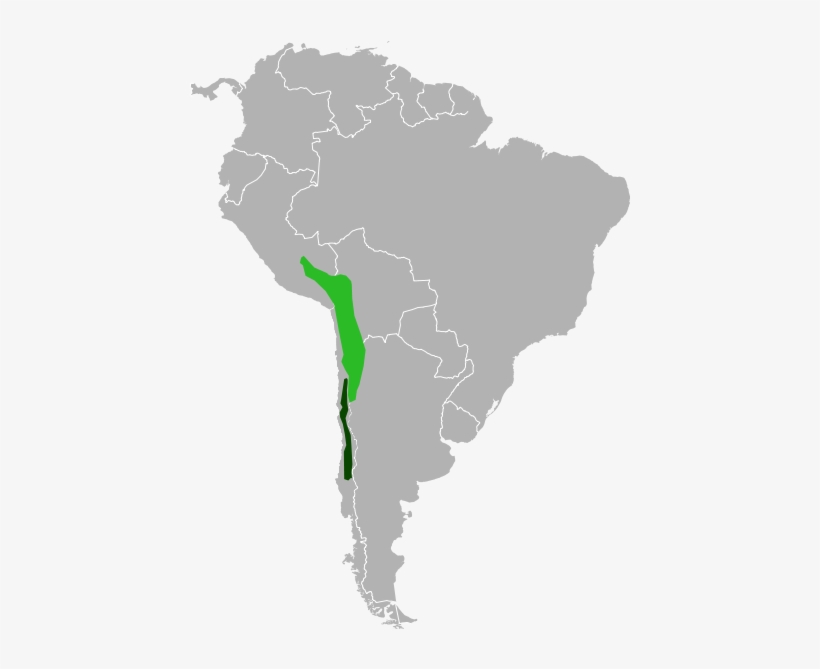 Range Of Chinchilla Lanigera And Chinchilla Chinchilla - Short Tailed Chinchilla Fur, transparent png