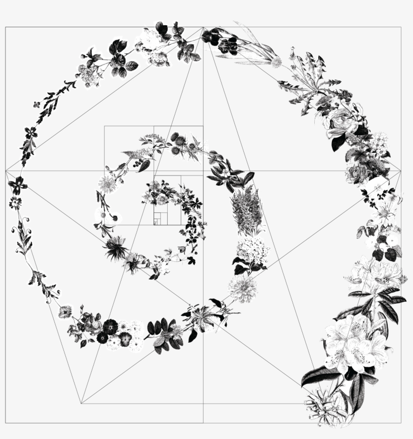 The Base Of The Illustration Is The Golden Ratio Gometric - Circle, transparent png