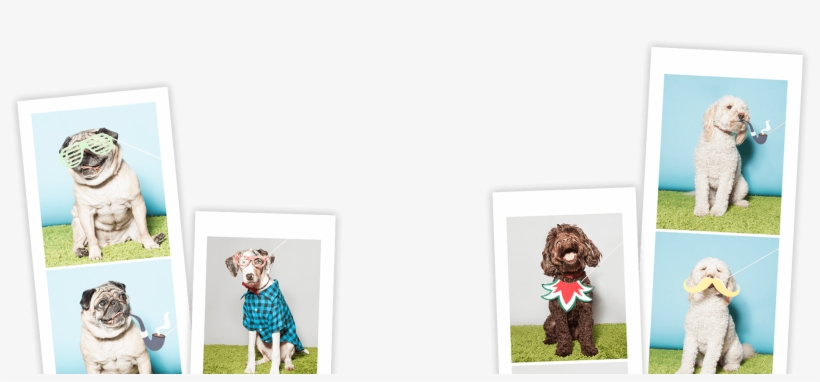 This Traveling Photo Booth Is Like No Other Featuring - Booth Props Pet, transparent png