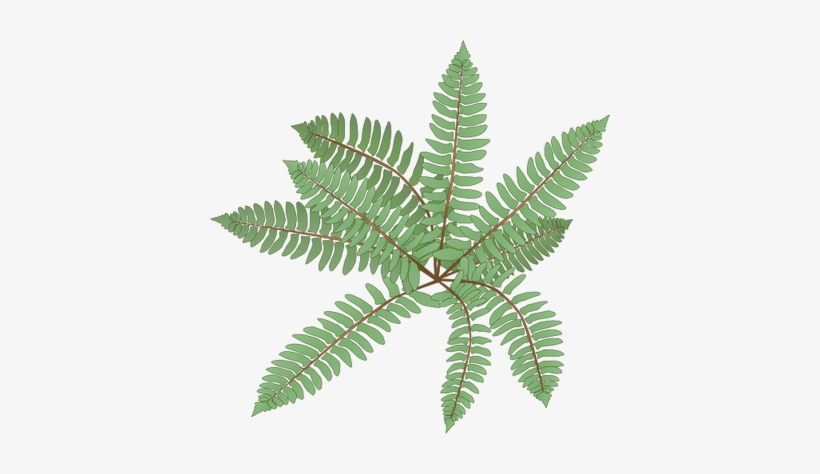 Ian Symbol Polystichum Acrostichoides - Polystichum Acrostichoides Png, transparent png