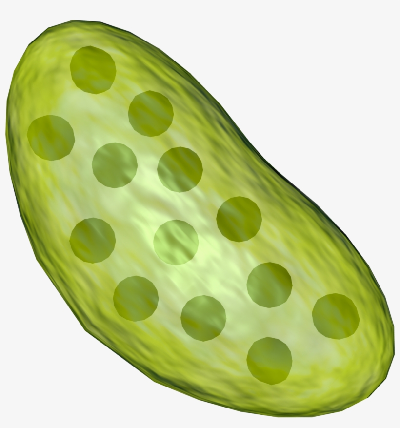 Chloroplast - Transparent Image Of Chloroplast, transparent png