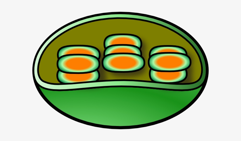 Printable Chloroplast Diagram Unlabeled Diagramaica Images