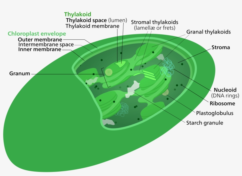 Open - Does Chloroplast Have Dna, transparent png