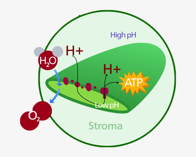 Celula Vegetal, transparent png