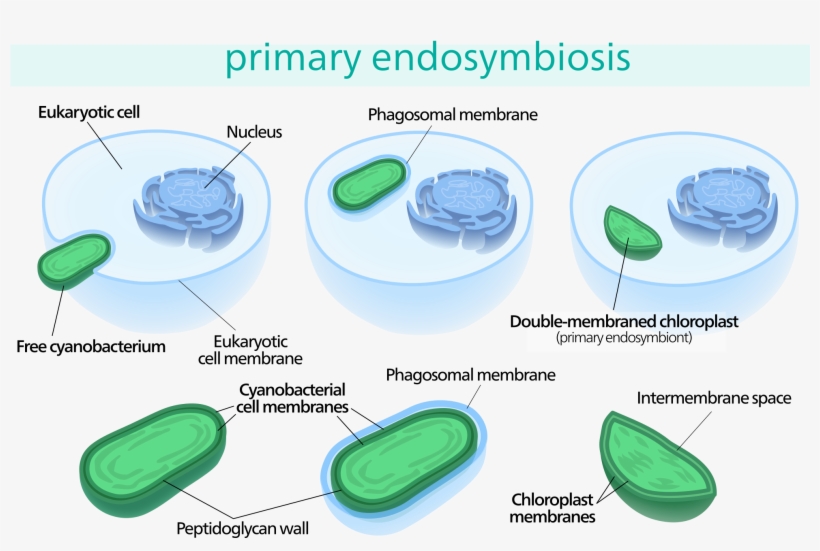 Open - Chloroplast Endosymbiosis, transparent png