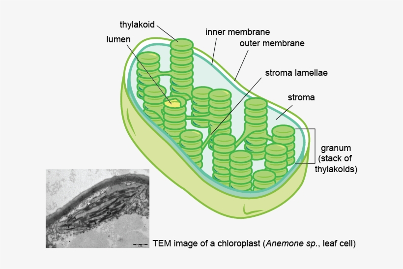 Just Like In Mitochondria, The Membranes Of The Chloroplast - Lumen In A Chloroplast, transparent png