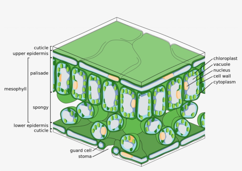 The Structure Of The Chloroplast - Palisade Layer Of Leaf, transparent png