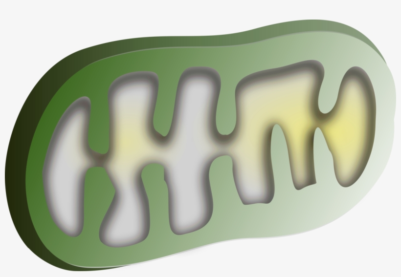Chloroplast Mitochondrion Organelle Mitochondrial Dna - Clipart Chloroplast, transparent png