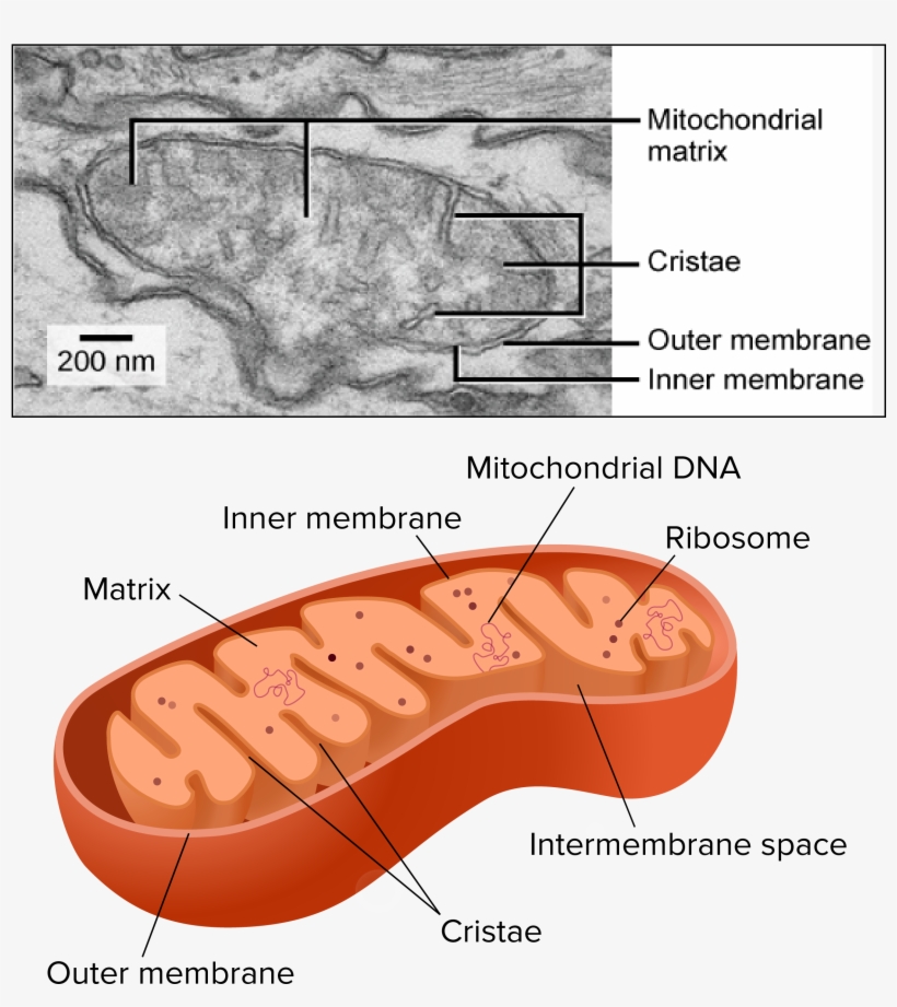 Mitochondria Affected By Alzheimer's, transparent png