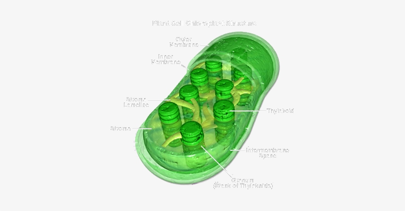 Function - Chloroplast Cell Wall, transparent png