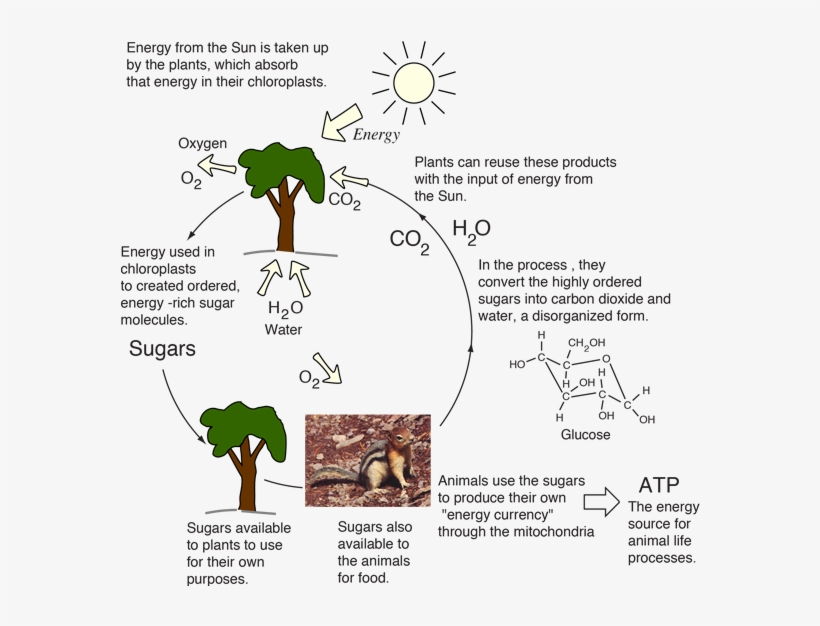 The Energy Cycle For Life Is Fueled By The Sun - Do Plants And Animals Process Energy, transparent png