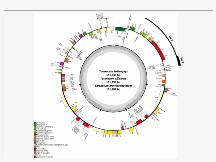 Chloroplast Genome Annotation Map For Taraxacum Kok-saghyz, - Arabidopsis Thaliana Chloroplast Genome, transparent png