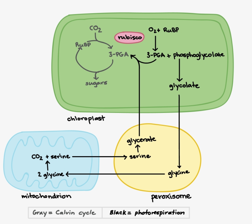 Photorespiration In Plants, transparent png