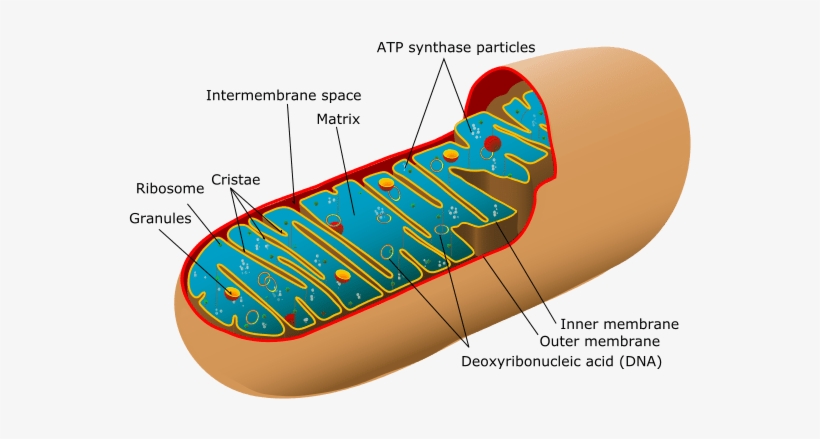 Structure Of A Mitochondria - Labeled Diagram Of The Mitochondria, transparent png
