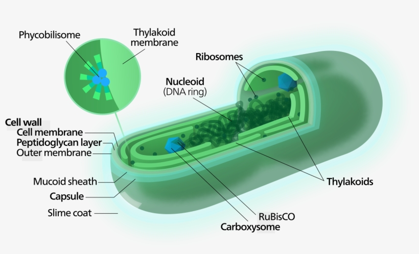 Cyanobacterium-inline - Svg - Cấu Tạo Vi Khuẩn Lam, transparent png