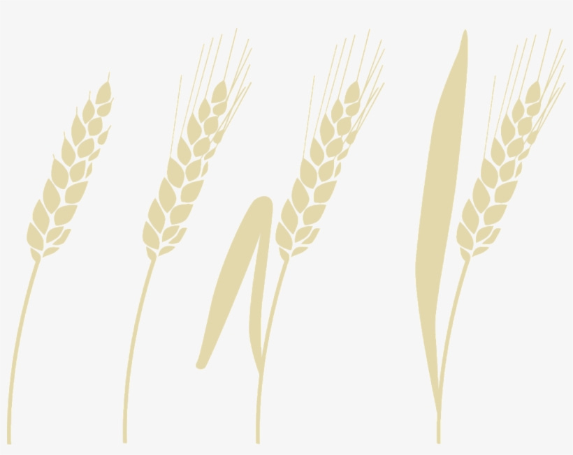 Phragmites, transparent png