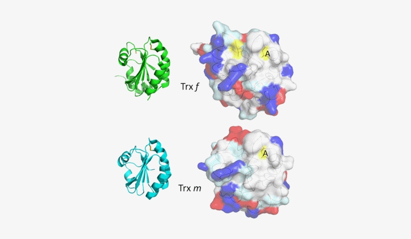 Figure - Figure-four, transparent png