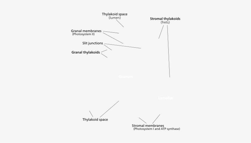 Chloroplast - Part A Bryophyte Structurelabel The Structures, transparent png
