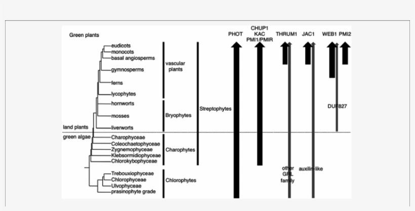 Organismal Lineages And The Presence Of Molecular Factors - Diagram, transparent png