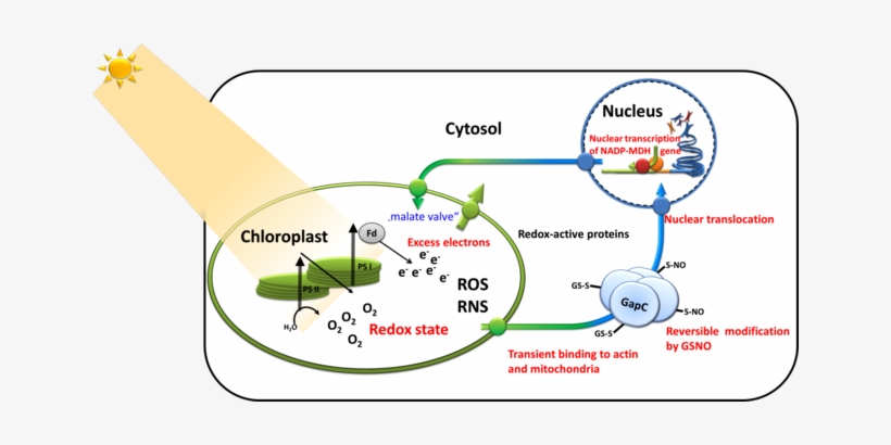 Retrograde Signaling Of Chloroplast Redox State To - Retrograde Signaling In Plants, transparent png