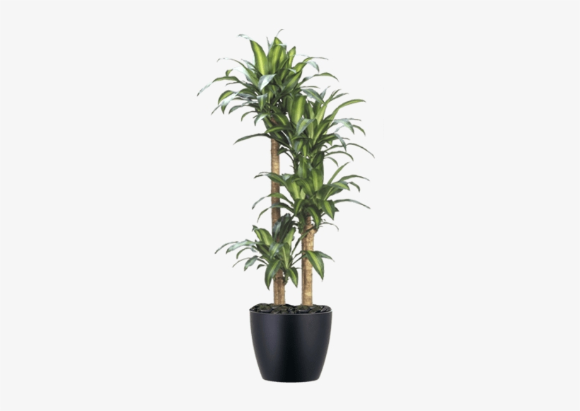 Low-light Interior Dracaena Corn Plant - Dracena Pau D Água, transparent png