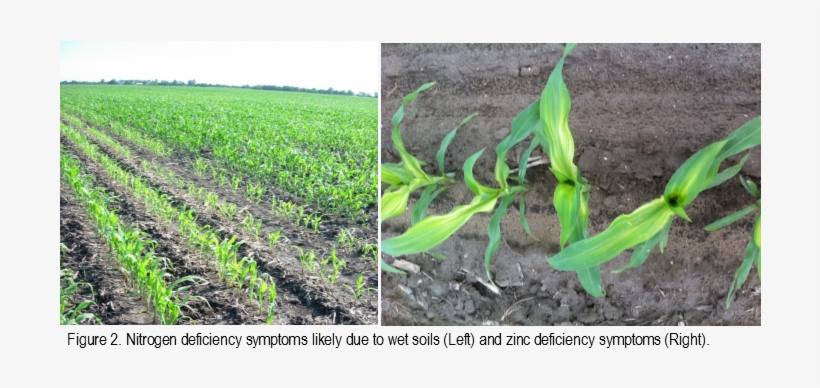 Cornseedling - Cash Crop, transparent png