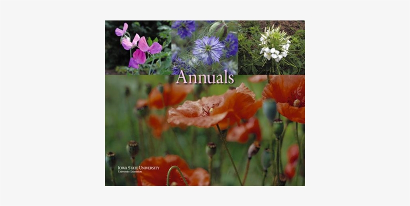 Pm - African Daisy, transparent png