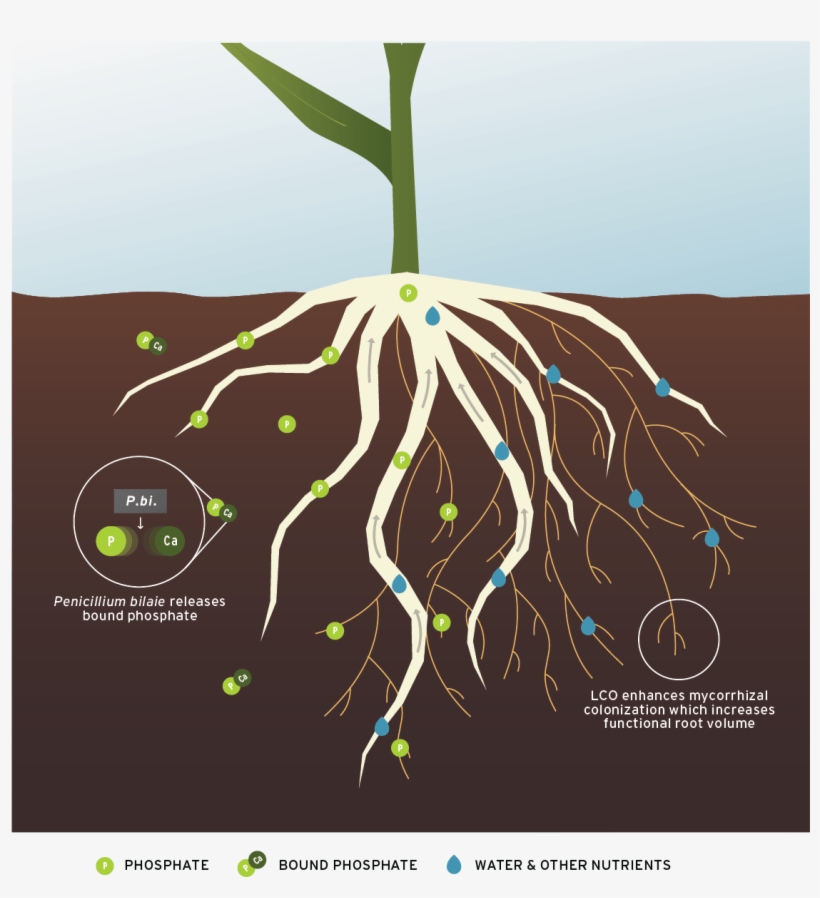 Acceleron® B-360 St - Acceleron Pharma, transparent png