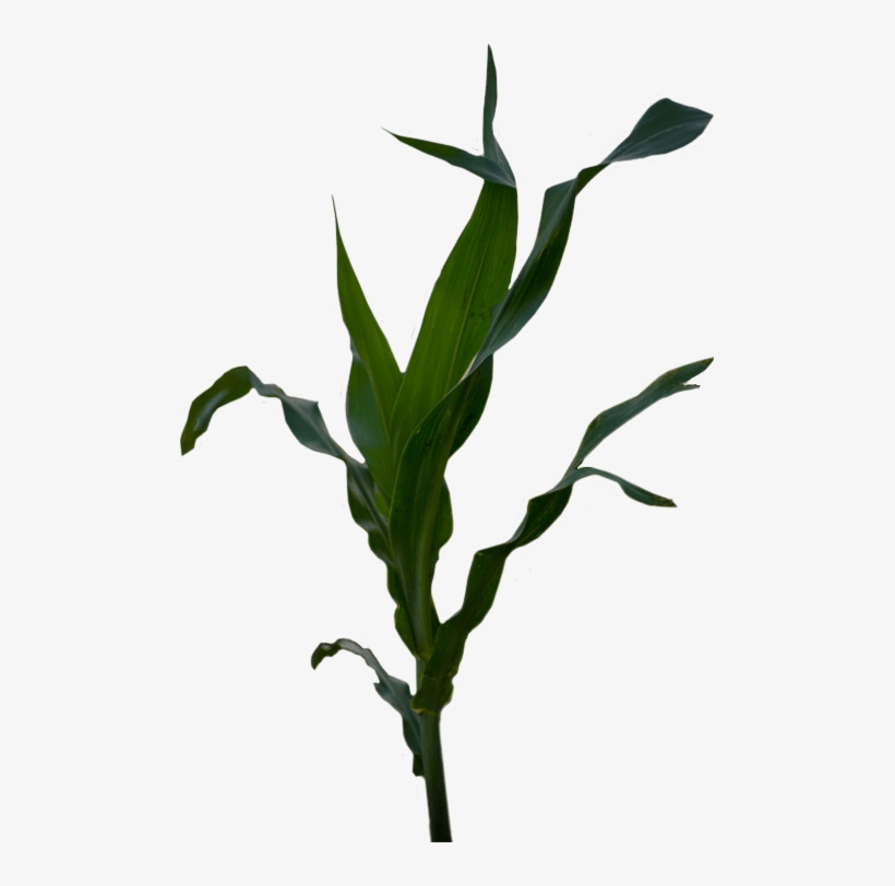 Imagine The Results - Maize, transparent png