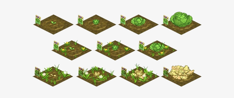 Imagecabbage Growing Stagespng - Stages Of Growing Pumpkins, transparent png