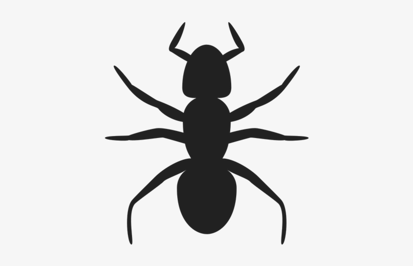 Shadow Clipart Spider - Ant Clip Art, transparent png