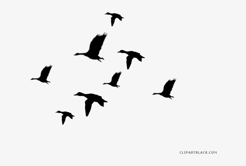 Duck Silhouette Animal Free Black White Clipart Images - Siluetas De Aves Png, transparent png