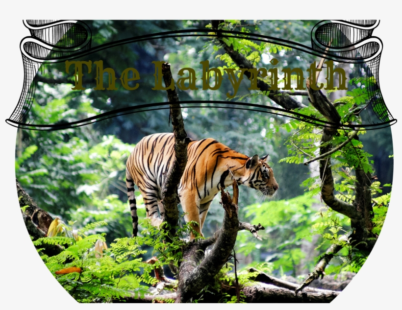 The-labyrinth - Tiger On The Tree, transparent png
