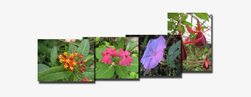 Tropical Flower Garden - Tropical Milkweed, transparent png