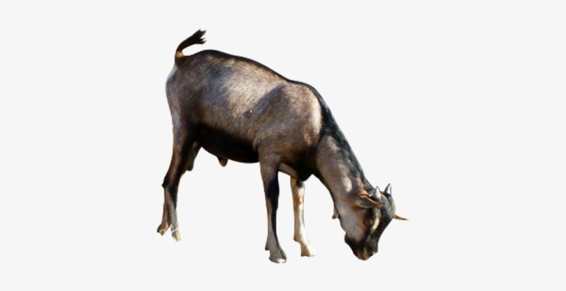 0 Goats - Kenya, transparent png