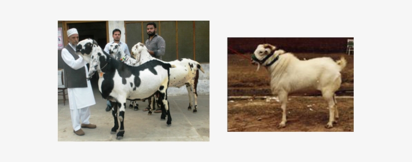 Indian Goat Png Download - Beetal Breed Of Goat, transparent png