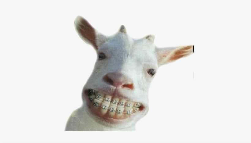 Crazy Goat, transparent png