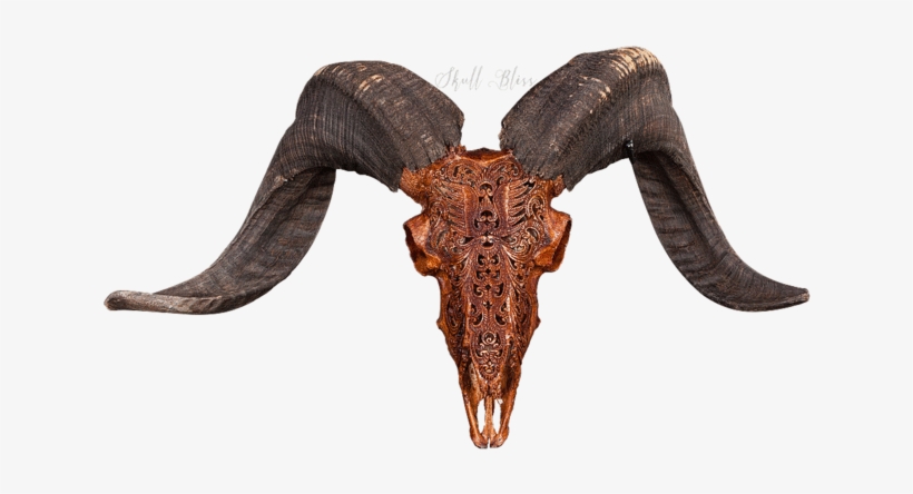 Carved Ram Skull - Skull, transparent png