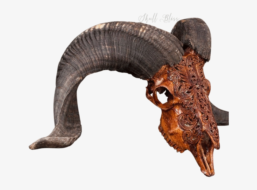 Carved Ram Skull - Skull, transparent png